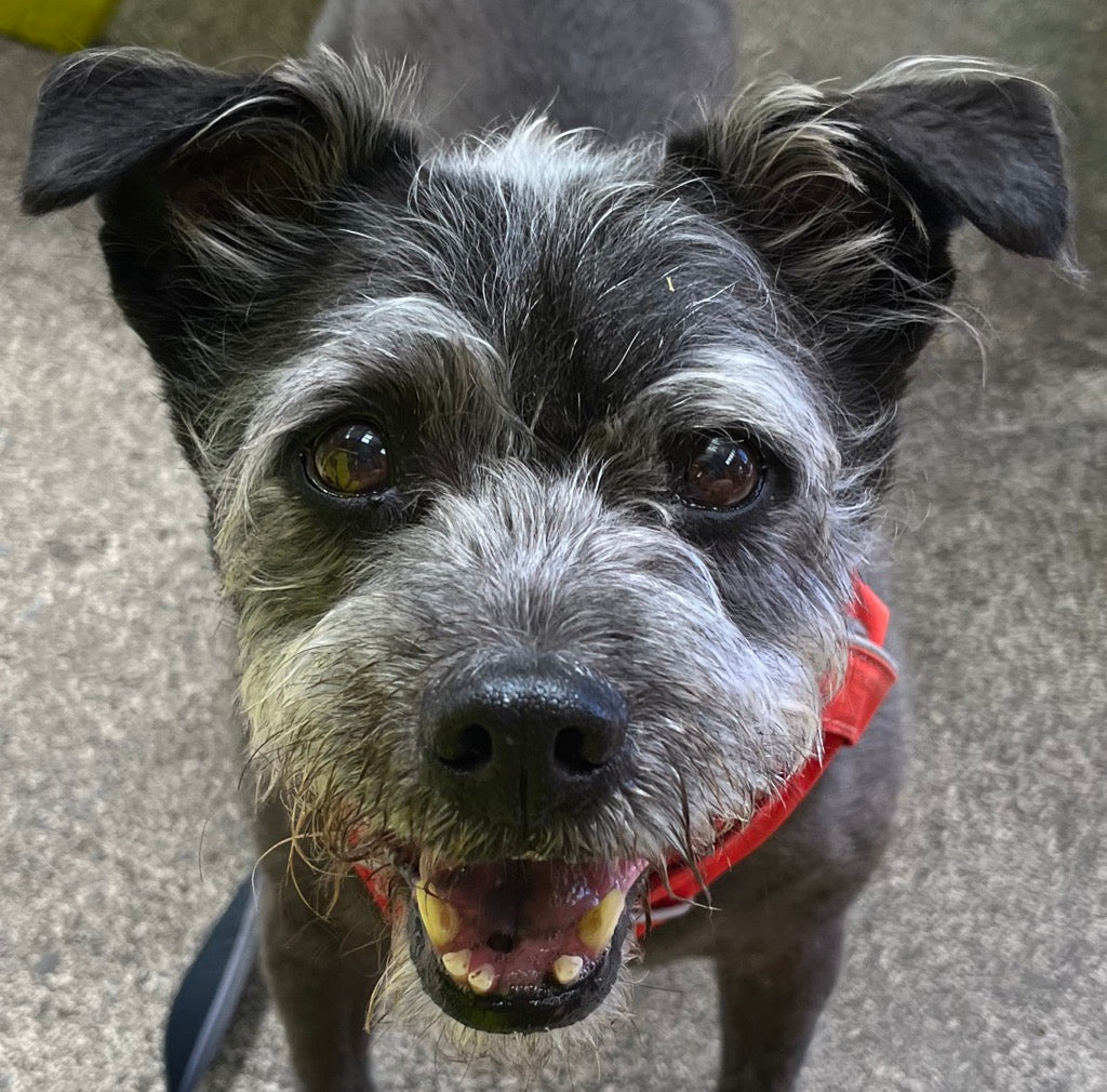 West3D says goodbye to Sebastian a four legged member of our team - West3D 3D Printing Supplies